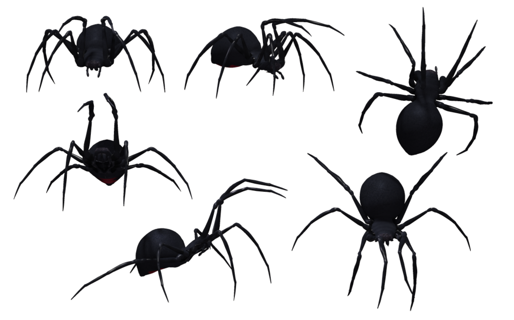 spiders